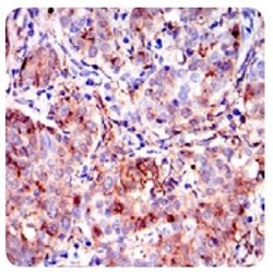 Annexin A1 Antibody (2F1) - Azide and BSA Free, Novus Biologicals 0.1 mL;